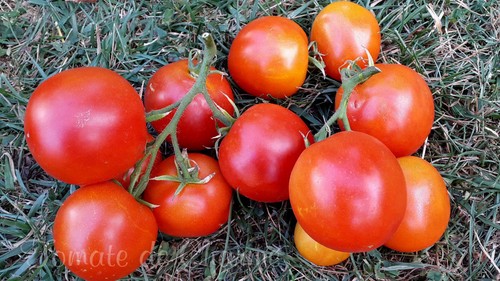 Graines tomate boney mm - tomate, boney-mm