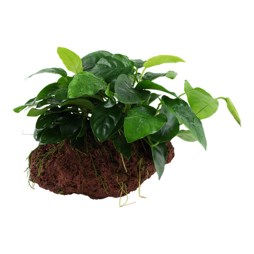 Aquarium plante anubias - plante,