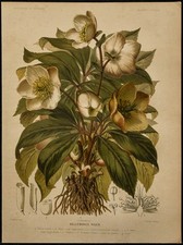 1891 - Rose de Noël