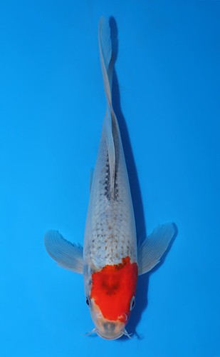 9inch tancho goshiki butterfly - 9inch,