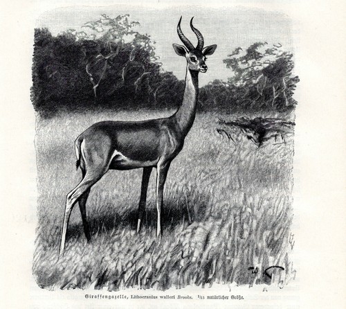 Gazelle girafe litocranius - gazelle,