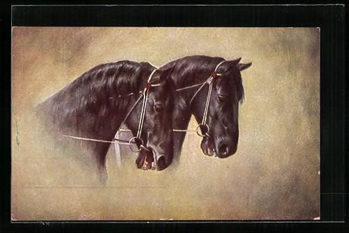 Carte postale chevaux - , noirs