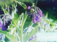 10000 graines d'engrais vert