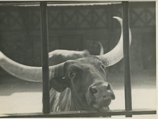 Belgique, Anvers, le Zoo Vintage Print Tirage argentique  17x22  Circa 193