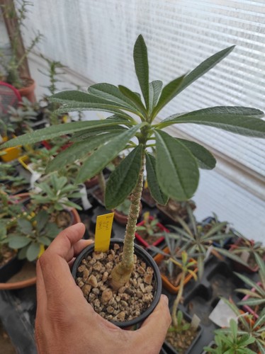 Dorstenia gigas semis - gigas, de