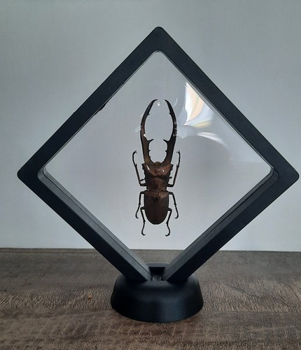 Curiosité taxidermie - ,,
