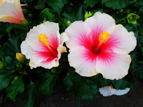 Hibiscus geisha - hibiscus,