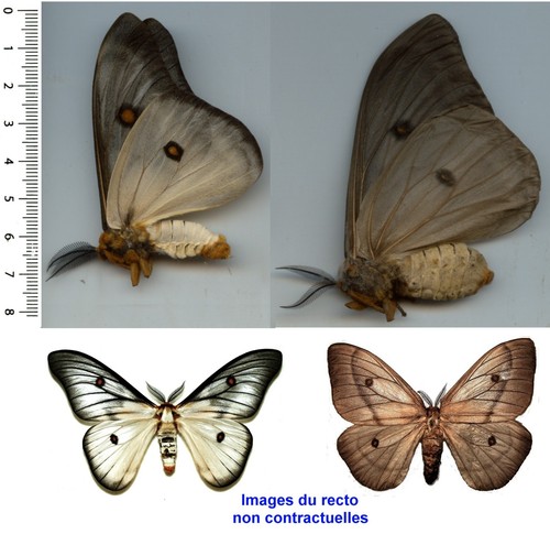 Saturnidae couple - saturnidae,