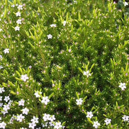 Diosma hirsuta sunset - gold',
