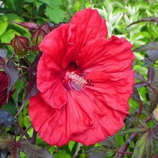 Hibiscus Carrousel® 'Red
