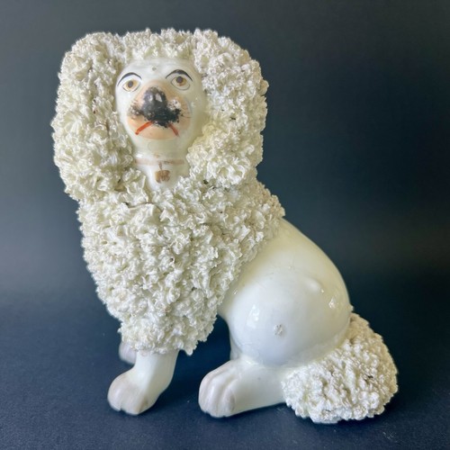 Chien caniche staffordshire - chien,