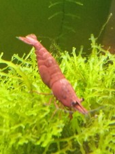 Lot De 10+4 Crevettes Sakura Red  Qualité Extra Envoie Gratuit