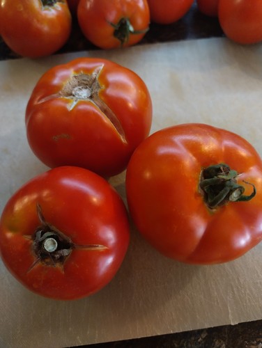 Graines tomates rondes - graines,