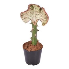 Euphorbia lactea Cristata Rouge - Hauteur 30 cm / 35 cm - Cactus corail