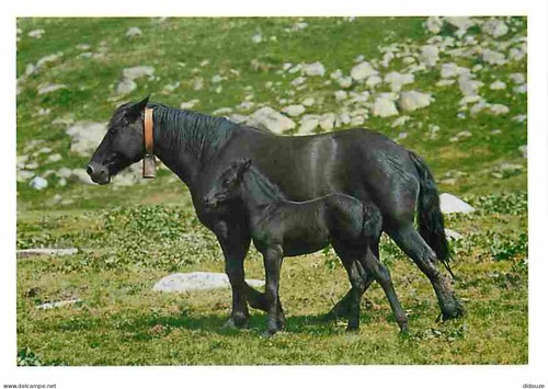Carte postale animaux - carte,