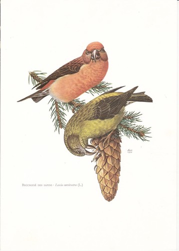 Planche histoire naturelle - 21,