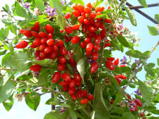 Extra fertile GOJI ANNY variety-5 fresh cuttings-ready for rooting