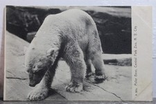 New York NY NYC Central Park Zoo Polar Bear Postcard Old Vintage Card View Post