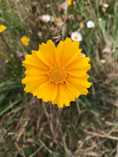 Graines coreopsis - 50, de