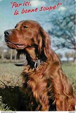 Animals - Dogs - Irish Setter - Humor Card - CPM - See Straight Scans