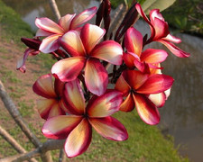 3 graines FRANGIPANIER