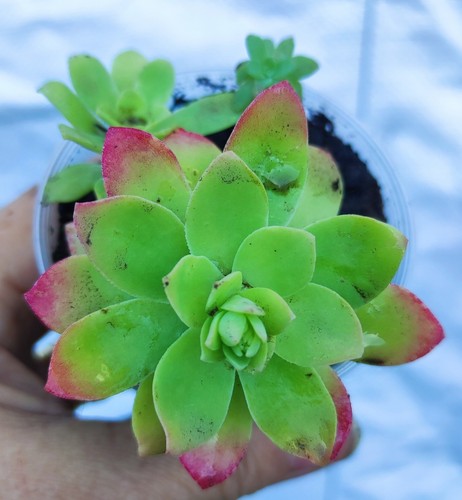 Sedum palmeri red flush - sedum,