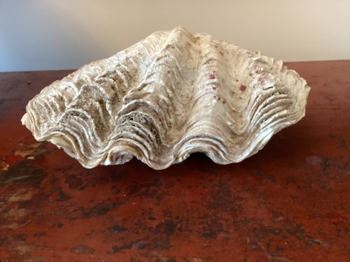 Gros coquillage benitier - coquillage,