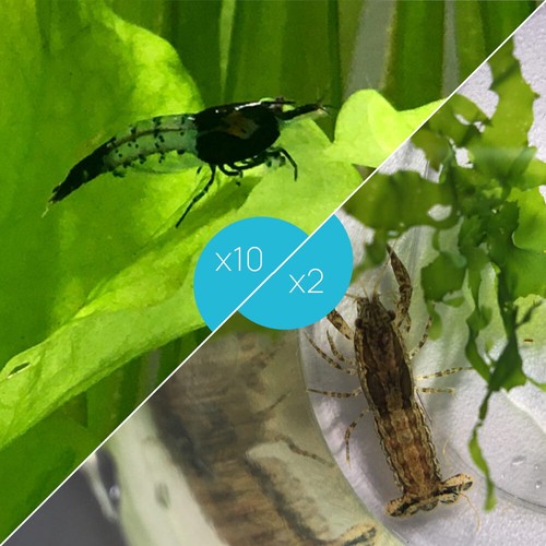 Lot crevettes rili - lot, de