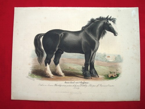 Cheval equitation elevage - equitation,