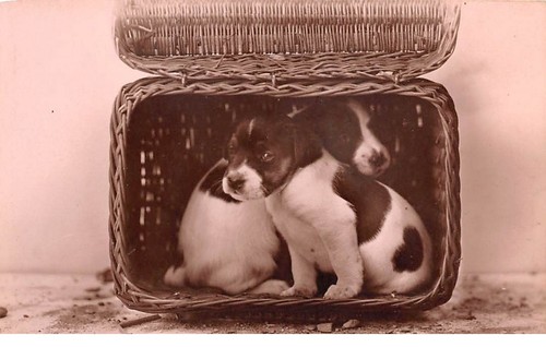 Chiens 71378 chiots - n°71378,