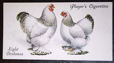 LIGHT BRAHMA   Chickens   Vintage 1931 Illustrated Card  EE02MS