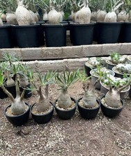 RareSucculent  plant