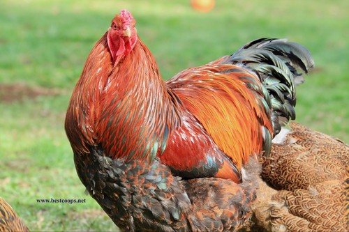 Partridge brahma fertile - partridge,