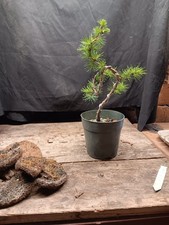 Japanese Larch Larix