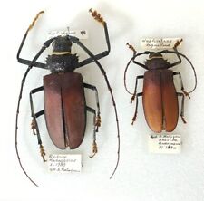 Insect - PRIONINAE Hoplideres aquilus - Madagascar - Pair 52 -72 mm