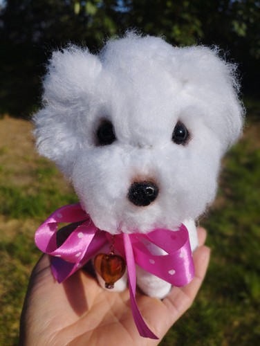 Disponible chien bichon - disponible,