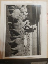 1939 Sheep Buyer Selecting For Shearing At Donaldson Livestock 