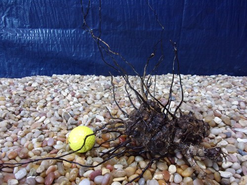 Medium driftwood x14 - medium,