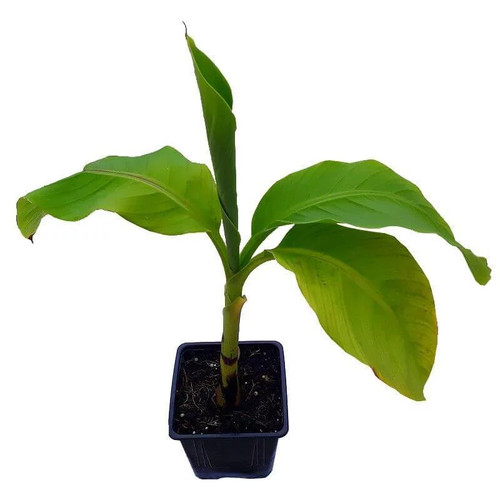 Musa japonica basjoo - 'basjoo',