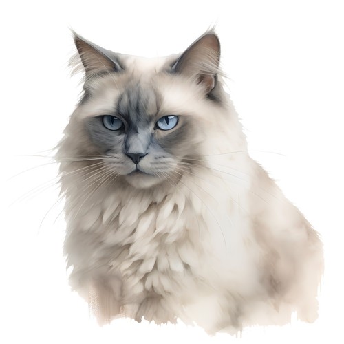 Autocollants ragdoll chat - x,