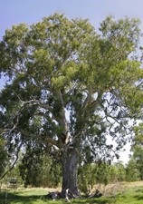 Eucalyptus camaldulensis -