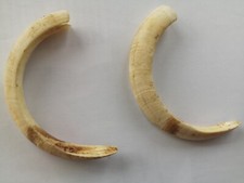 Lot de deux défenses de phacochères. Année 1972. République de Côte d'Ivoire.