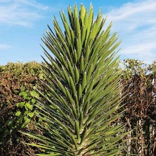 Yucca filifera - Palmier de