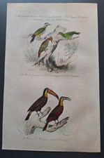 Gravure oiseau 19° rehaussé