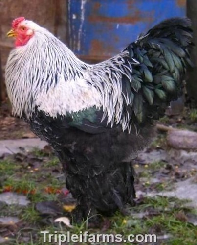 Giant large fowl - 6+,