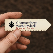 Chamaedorea warscewiczii | 10