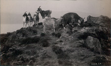 Vintage Goats Albumen Print. Photographer stamp R. Olivier on the back of the 