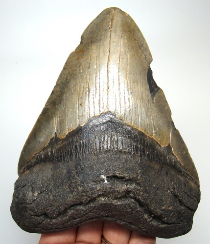 Megalodon shark tooth - shark,