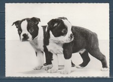 CPSM vers 1960  nature faune animaux  chien  boston  terrier