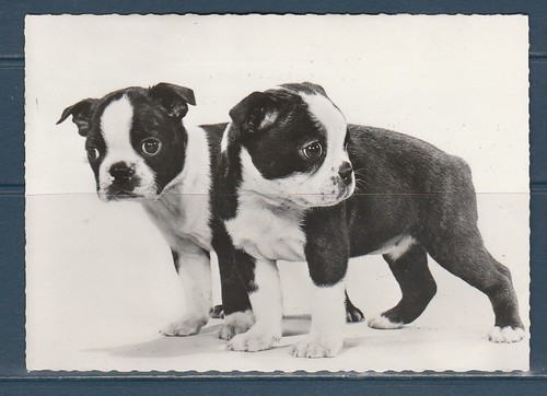 Cpsm vers 1960 nature - cpsm,